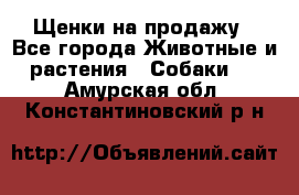 Щенки на продажу - Все города Животные и растения » Собаки   . Амурская обл.,Константиновский р-н